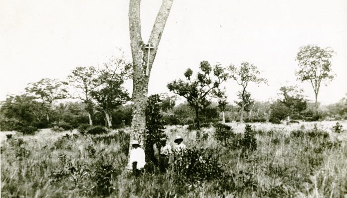 cross in a tree